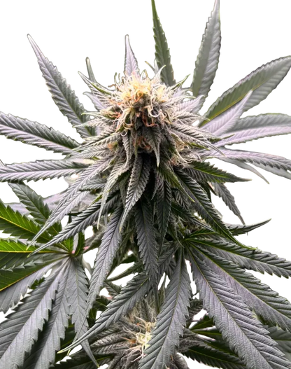 A deep violet cola fading to green with a frosted surface, the Crem De Los Cosmos x Clementine F1 hybrid.