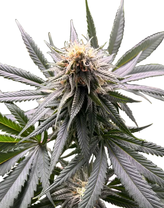 A deep violet cola fading to green with a frosted surface, the Crem De Los Cosmos x Clementine F1 hybrid.