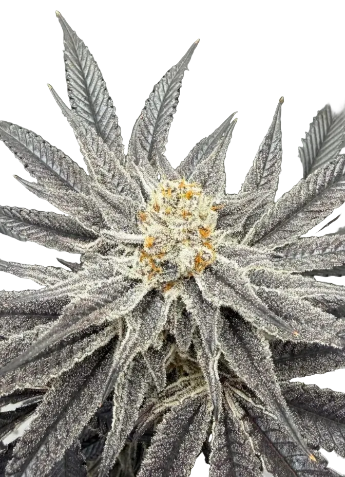 A compact green flower dusted evenly in white trichomes — Crem De Los Cosmos x Clementine feminized autoflower.