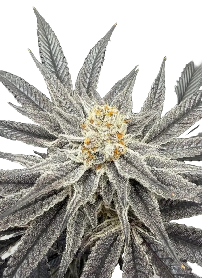 A compact green flower dusted evenly in white trichomes — Crem De Los Cosmos x Clementine feminized autoflower.