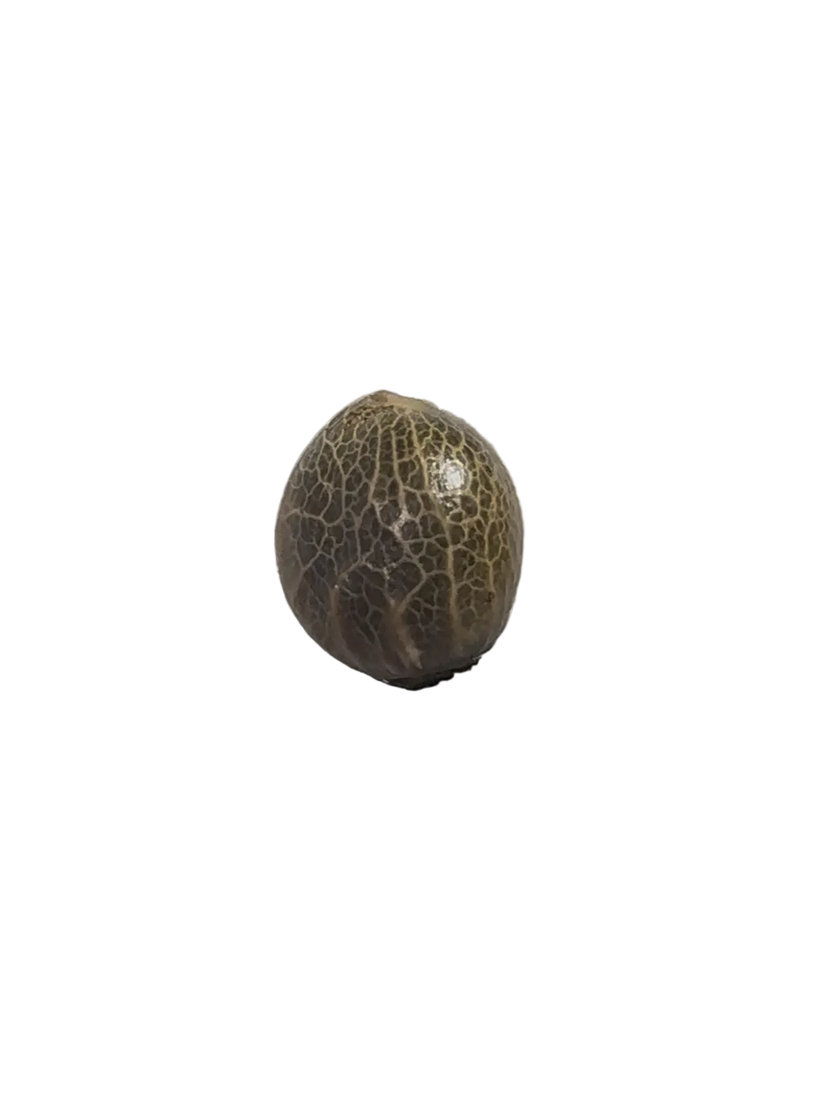 A tiger-striped seed pinched in the fingertips, from Seedtiva's Crem De Los Cosmos x Clementine autoflower 2-pack.