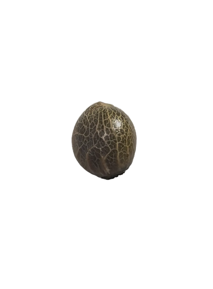 A tiger-striped seed pinched in the fingertips, from Seedtiva's Crem De Los Cosmos x Clementine autoflower 2-pack.