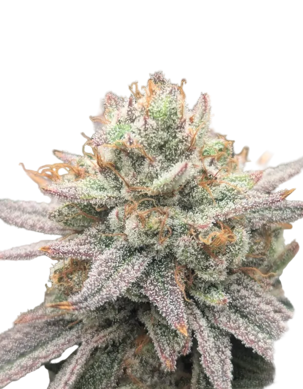 Close-up of a chunky sugar-coated cola shot in close detail — the Double Grape x Bruce Banner feminized autoflower.