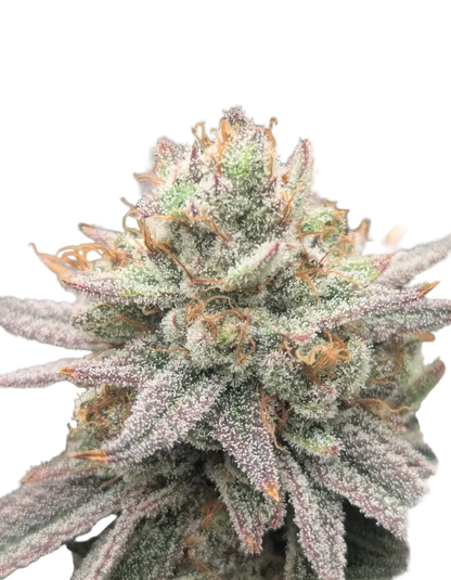 Close-up of a chunky sugar-coated cola shot in close detail — the Double Grape x Bruce Banner feminized autoflower.