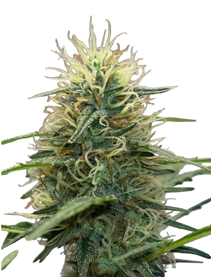 A close macro of glassy trichomes on a green calyx, the Double Grape x Bruce Banner F1 autoflower cross.