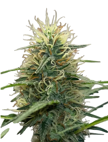 A close macro of glassy trichomes on a green calyx, the Double Grape x Bruce Banner F1 autoflower cross.