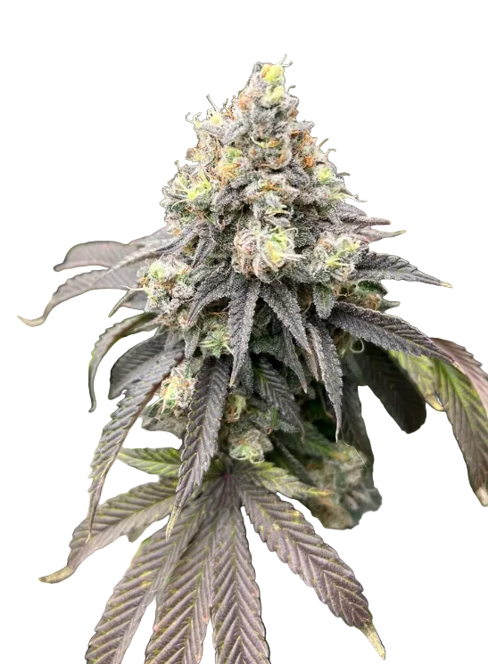 Close-up of a bright flower speckled with amber pistils and light frost — the Double Grape x ChemDog feminized autoflower.