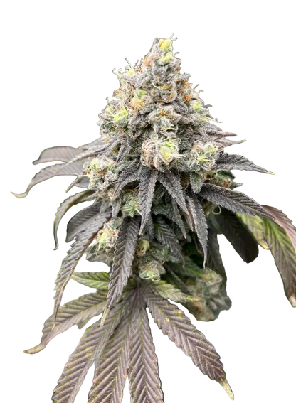 Close-up of a bright flower speckled with amber pistils and light frost — the Double Grape x ChemDog feminized autoflower.