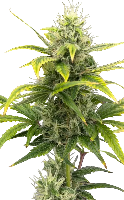 A deep violet bud fading to green with a frosty surface, from Seedtiva's Double Grape x ChemDog autoflower.