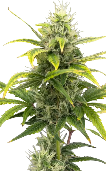 A deep violet bud fading to green with a frosty surface, from Seedtiva's Double Grape x ChemDog autoflower.