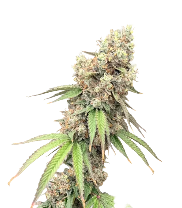 A plump resinous cola shot against black, the Double Grape x ChemDog F1 autoflower cross.