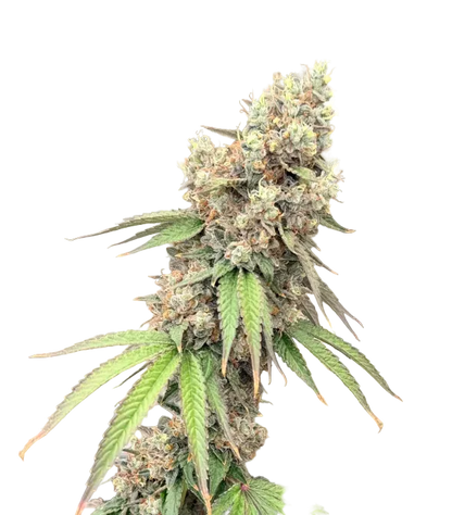 A plump resinous cola shot against black, the Double Grape x ChemDog F1 autoflower cross.