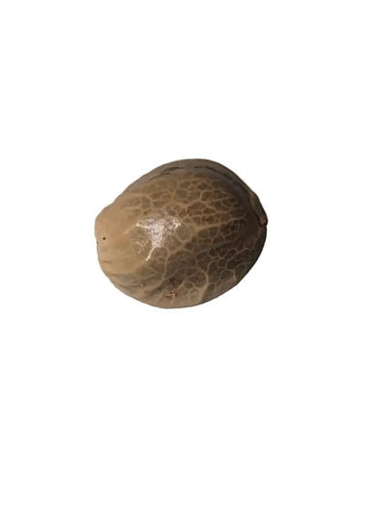 Close-up of a close-up of a marbled cannabis seed between finger and thumb — the Double Grape x ChemDog feminized autoflower.