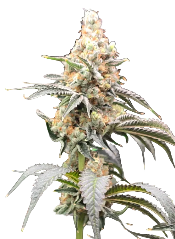 A sticky green nug with heavy crystal coverage — Double Grape x Gorilla Glue feminized autoflower.