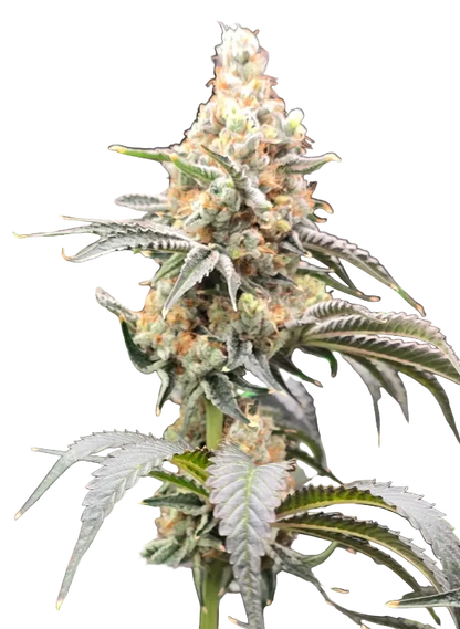 A sticky green nug with heavy crystal coverage — Double Grape x Gorilla Glue feminized autoflower.