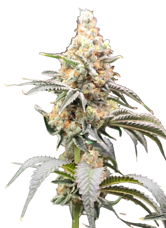 A sticky green nug with heavy crystal coverage — Double Grape x Gorilla Glue feminized autoflower.