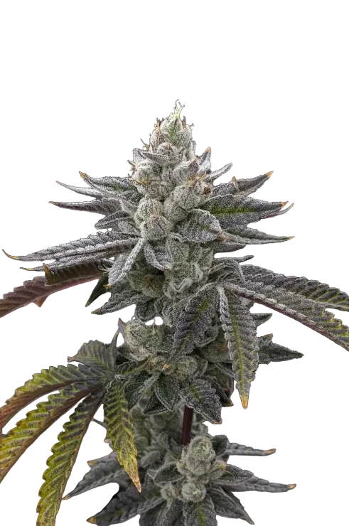 A tall sugar-frosted cola set against black, from the Gelato OG x Gelato autoflower strain.