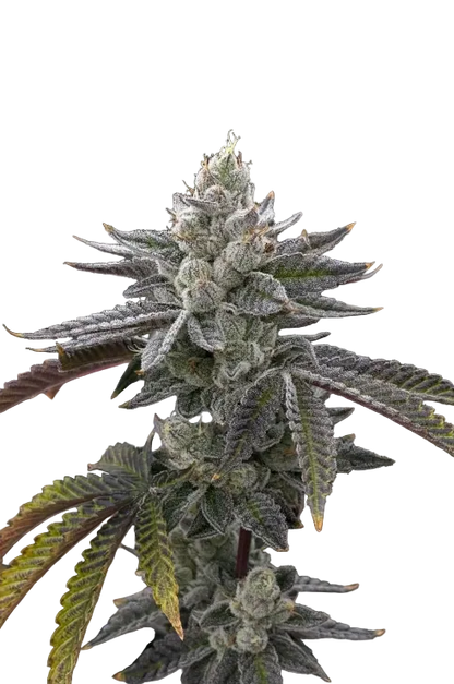 A tall sugar-frosted cola set against black, from the Gelato OG x Gelato autoflower strain.