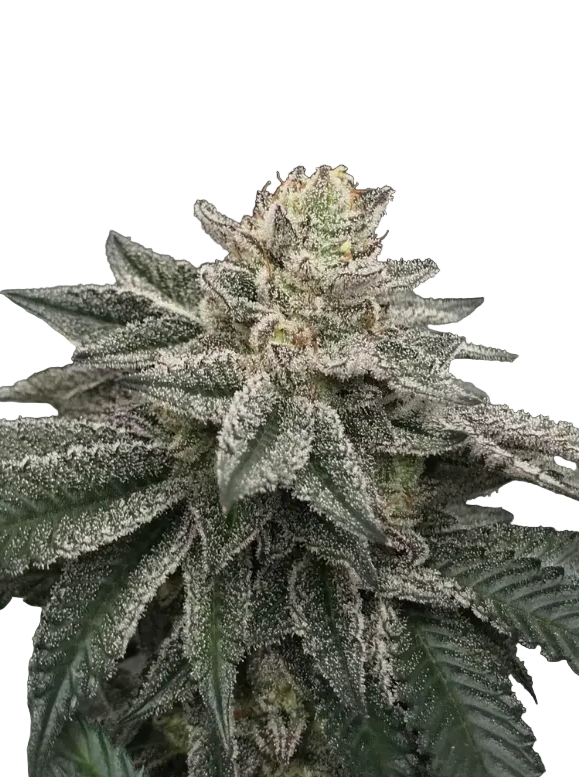 A frost-covered flower with a silvery, resinous sheen, from Seedtiva's Gorilla Glue x Gelato autoflower.