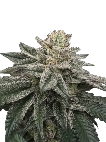 A frost-covered flower with a silvery, resinous sheen, from Seedtiva's Gorilla Glue x Gelato autoflower.