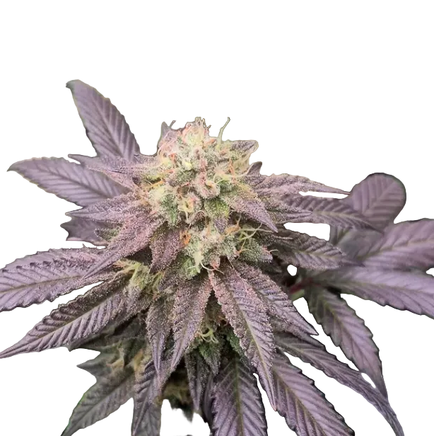 A purple-hued bud fading to green with bright rust pistils — the Gorilla Glue x Gelato autoflowering hybrid.