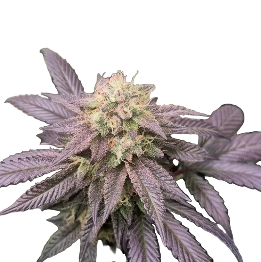 A purple-hued bud fading to green with bright rust pistils — the Gorilla Glue x Gelato autoflowering hybrid.