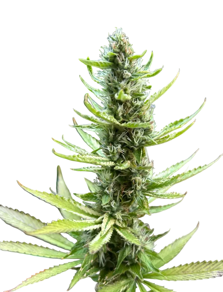 A chunky emerald flower thick with crystal trichomes, from Grape Dosi Breath x AK-47 feminized autoflower seeds.