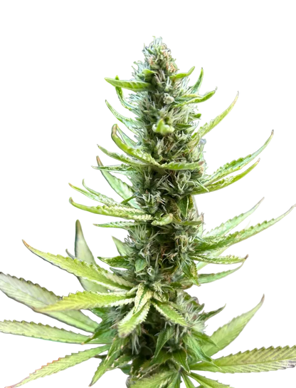 A chunky emerald flower thick with crystal trichomes, from Grape Dosi Breath x AK-47 feminized autoflower seeds.