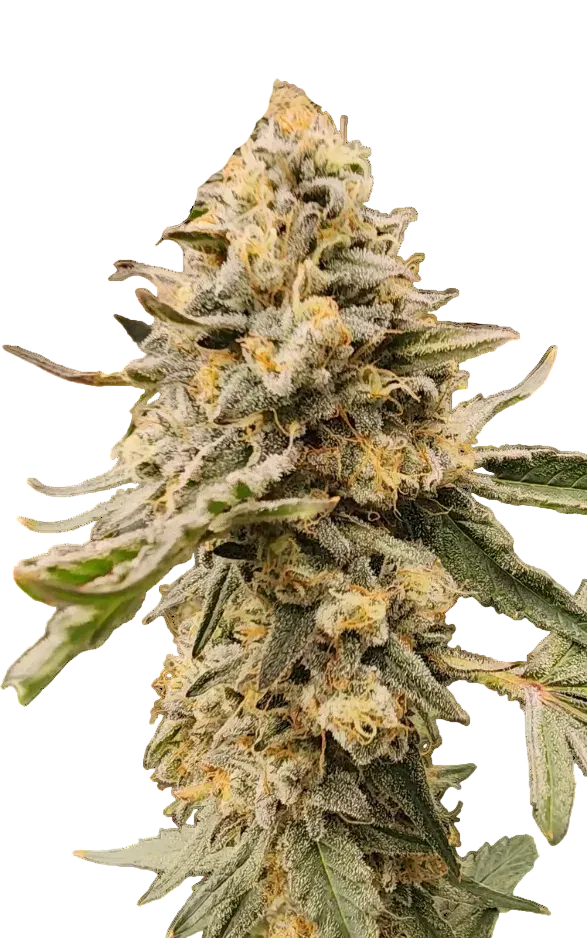 A sticky green bud with a silvery resin sheen, the Grape Dosi Breath x AK-47 F1 hybrid.