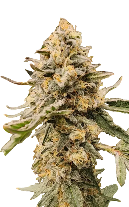 A sticky green bud with a silvery resin sheen, the Grape Dosi Breath x AK-47 F1 hybrid.