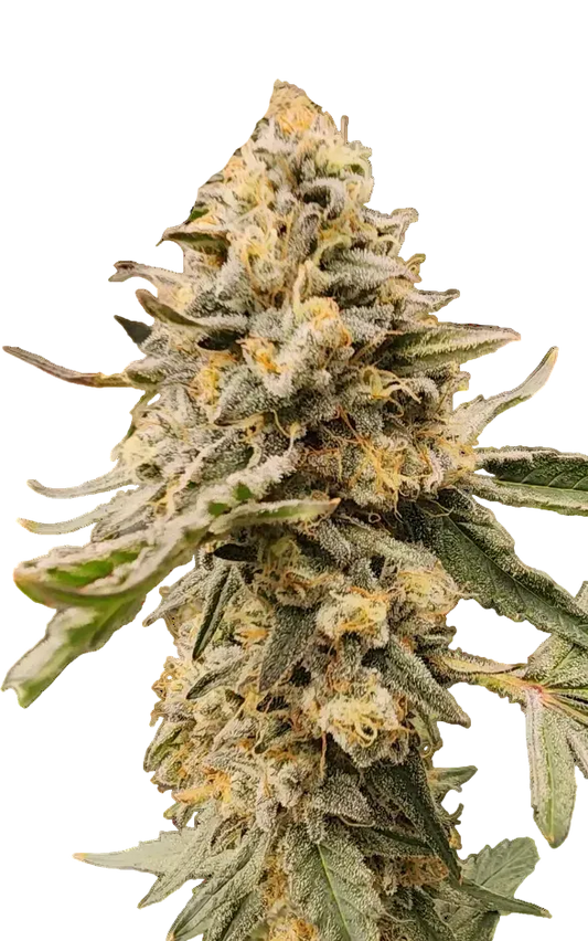 A sticky green bud with a silvery resin sheen, the Grape Dosi Breath x AK-47 F1 hybrid.