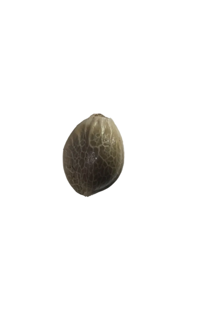 A close macro of a feminized seed showing its shell markings, from the Grape Dosi Breath x AK-47 autoflower cross.