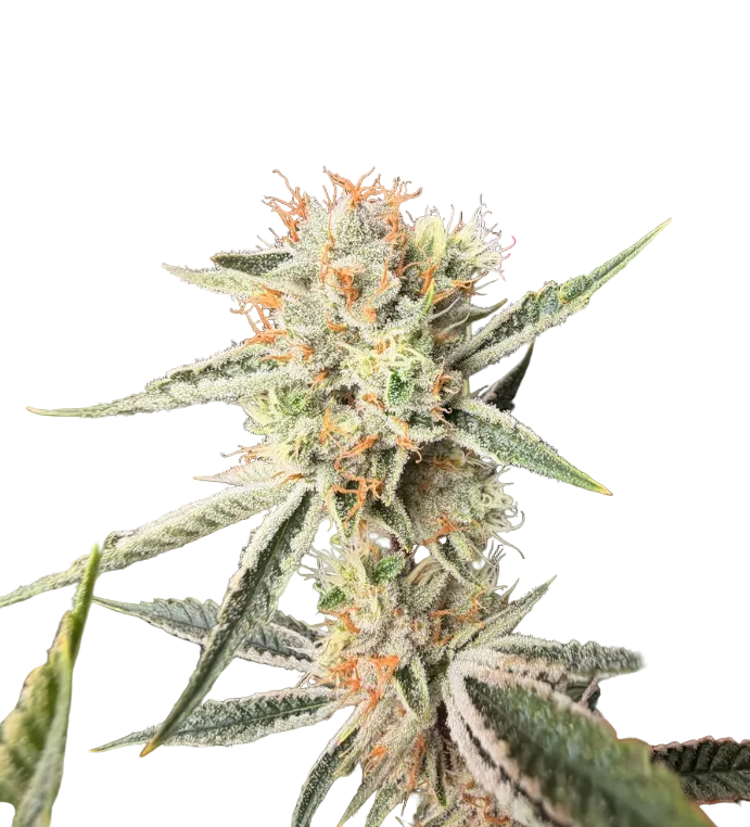 Close-up of a tall frosted cola set against black — the Iced Gushers x Double Grape feminized autoflower.