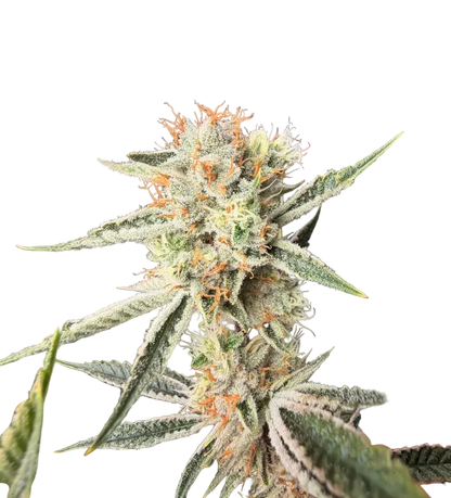 Close-up of a tall frosted cola set against black — the Iced Gushers x Double Grape feminized autoflower.