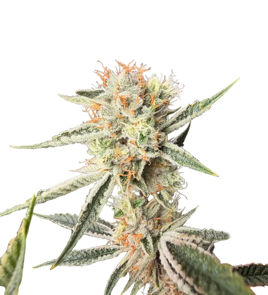 Close-up of a tall frosted cola set against black — the Iced Gushers x Double Grape feminized autoflower.