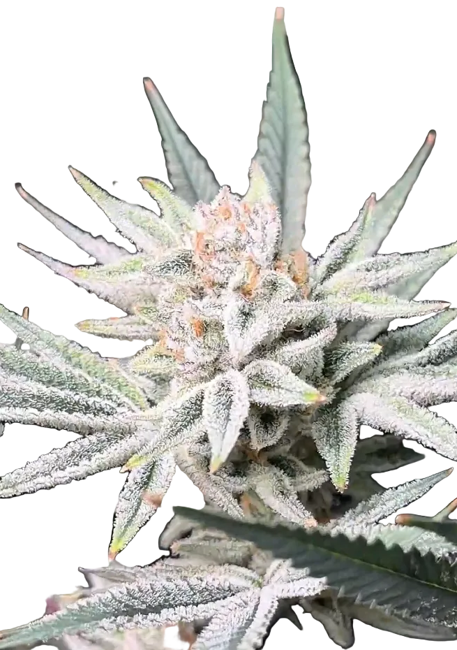 A plump nug speckled with amber pistils and frost, the Iced Gushers x Double Grape F1 autoflower cross.