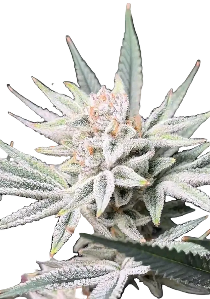 A plump nug speckled with amber pistils and frost, the Iced Gushers x Double Grape F1 autoflower cross.