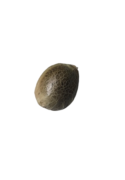 A tan-and-brown cannabis seed balanced on a fingertip — Iced Gushers x Double Grape F1 feminized autoflower seeds.