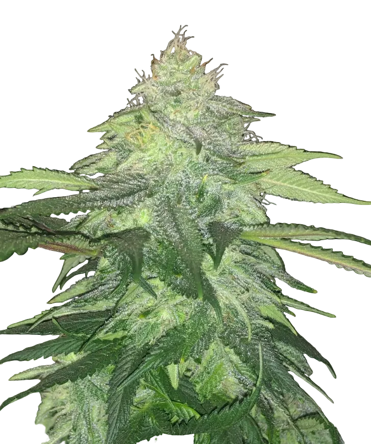 A lush green bud with dense frost and orange hairs, from Seedtiva's Kong Breath x Double Grape autoflower.