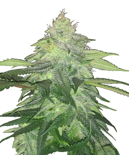 A lush green bud with dense frost and orange hairs, from Seedtiva's Kong Breath x Double Grape autoflower.
