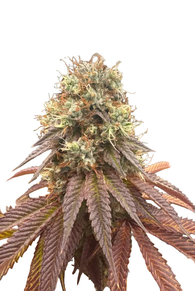 A tall sugar-frosted cola glistening under studio light — the Kong Breath x Double Grape autoflowering hybrid.