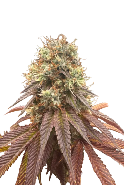A tall sugar-frosted cola glistening under studio light — the Kong Breath x Double Grape autoflowering hybrid.
