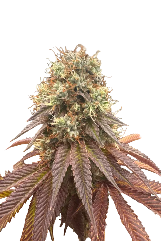 A tall sugar-frosted cola glistening under studio light — the Kong Breath x Double Grape autoflowering hybrid.
