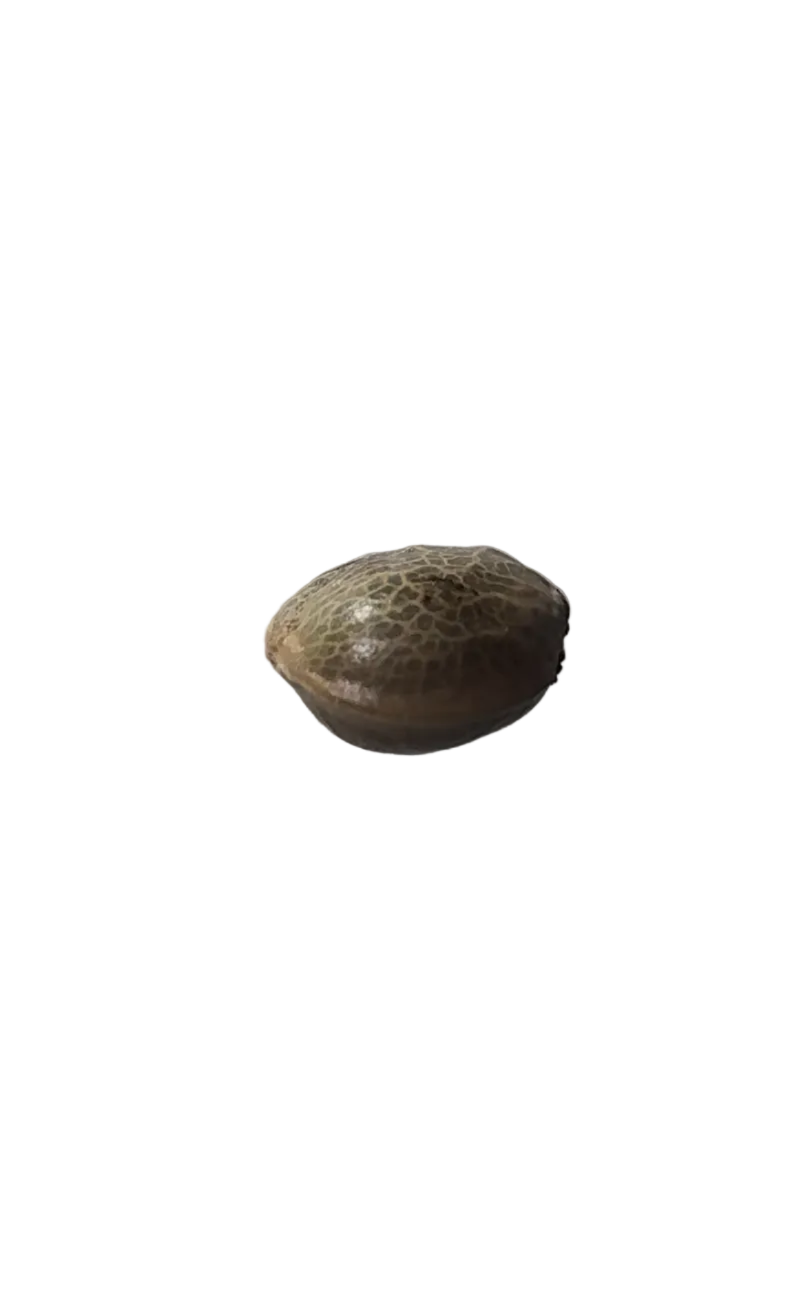 A mottled brown cannabis seed held to the light — Kong Breath x Double Grape F1 feminized autoflower seeds.