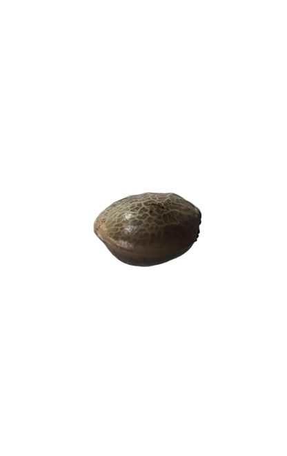 A mottled brown cannabis seed held to the light — Kong Breath x Double Grape F1 feminized autoflower seeds.