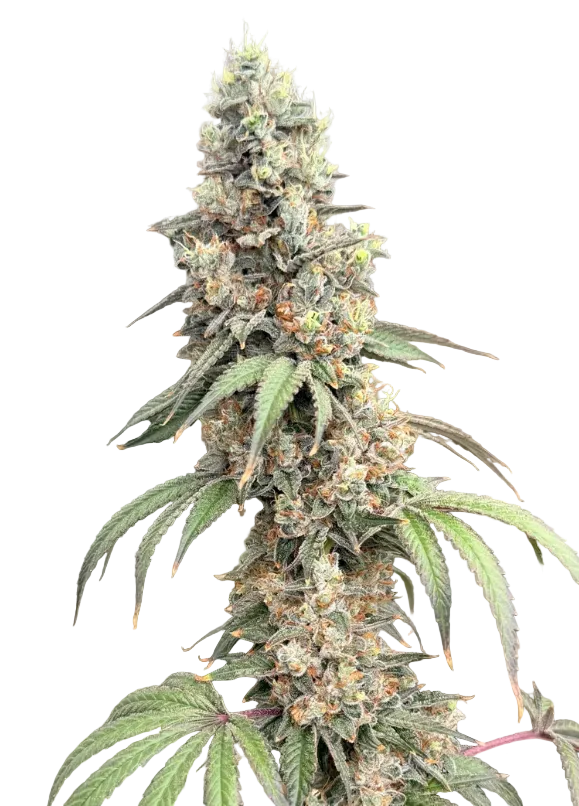 A dense emerald nug with a silvery trichome sheen, the Milk&Qookies x Clementine F1 hybrid.