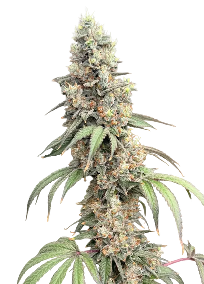 A dense emerald nug with a silvery trichome sheen, the Milk&Qookies x Clementine F1 hybrid.