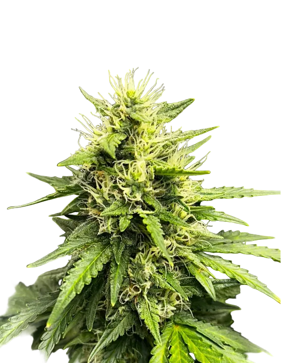 A close macro of glassy trichomes on a green calyx cluster, from the Milk&Qookies x Clementine autoflower strain.