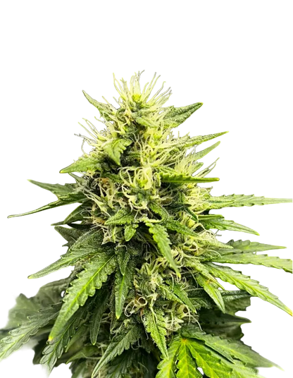 A close macro of glassy trichomes on a green calyx cluster, from the Milk&Qookies x Clementine autoflower strain.