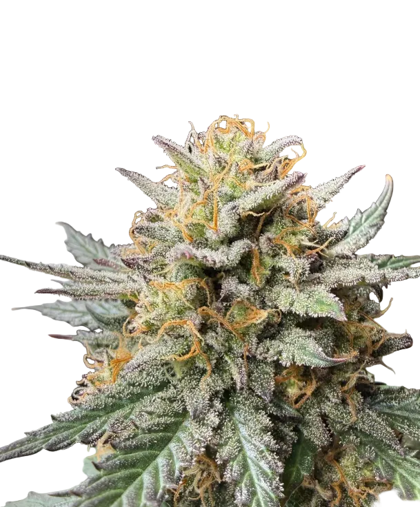 A resinous purple-green bud with vivid hairs — Milk&Qookies x Clementine feminized autoflower.